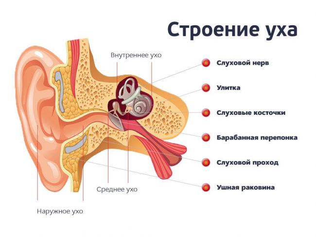 Наружный отит (отит наружного уха) у взрослого