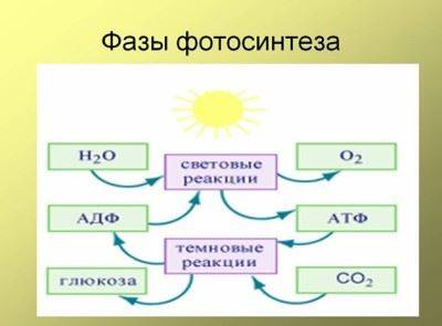 Презентация 10 класс "фотосинтез"