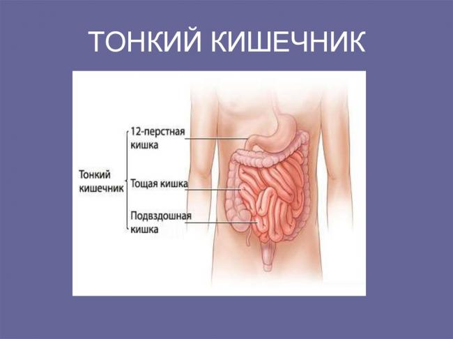 Proteus vulgaris в кале у ребенка