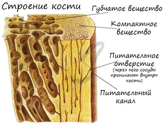 Соединительная ткань — большая медицинская энциклопедия