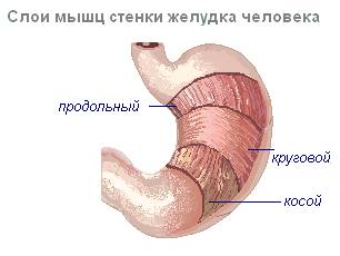Какие болезнетворные бактерии являются виновниками большинства расстройств пищеварения