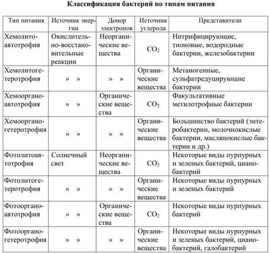 § 16. питание бактерий и грибов