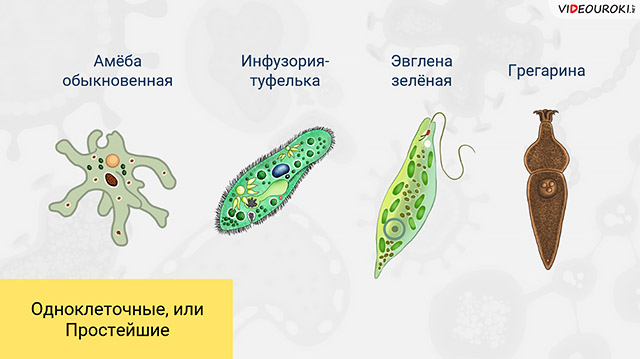 Анаэробные организмы — википедия. что такое анаэробные организмы