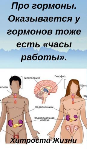 Грелин ²