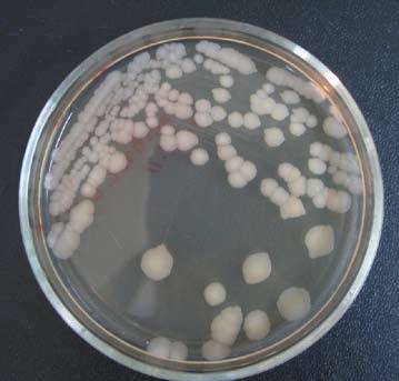 Bacillus thuringiensis — википедия переиздание // wiki 2