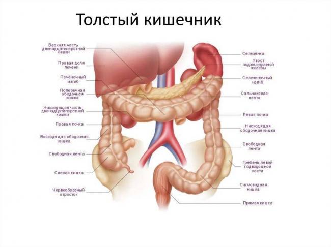 Сколько бактерий в кишечнике человека