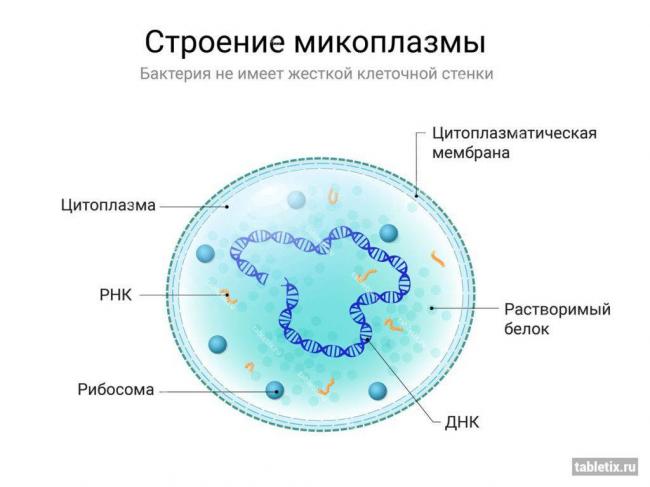 Характеристика микоплазменной пневмонии излечение заболевания