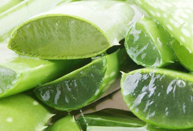 Можно ли использовать алоэ от насморка и как применять? рецепты приготовления лечебных средств
