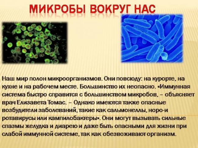 Полезные бактерии. роль и значение бактерий в жизни человека. фото