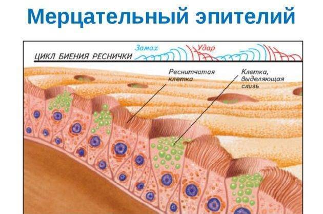 Как снять отек слизистой носа в домашних условиях