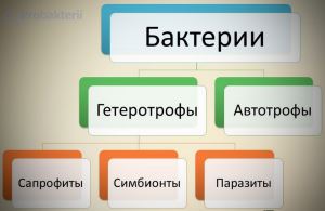 Бактериальные токсины их классификация и основные свойства