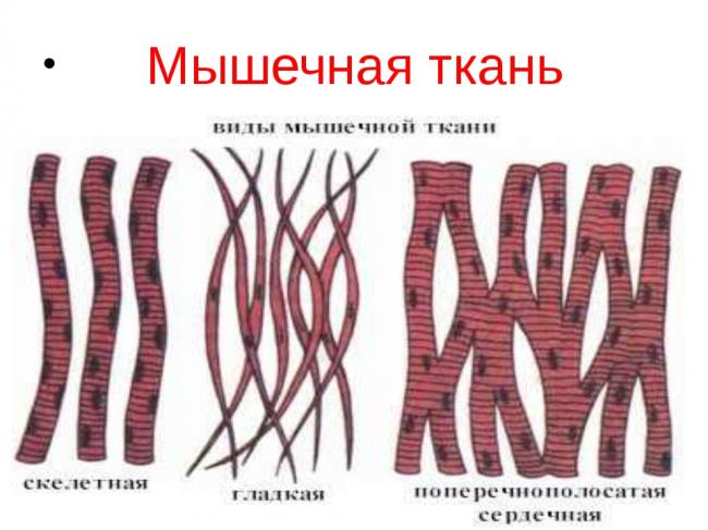 Рыхлая соединительная ткань - loose connective tissue