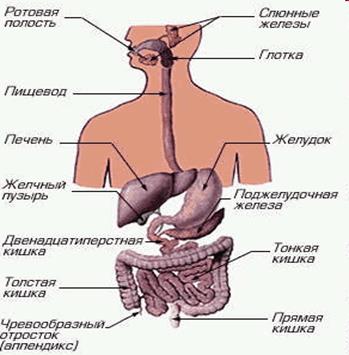 Аппетит