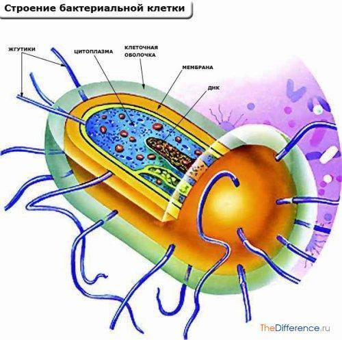 Какие особенности в строении клеток бактерий, животных и растений