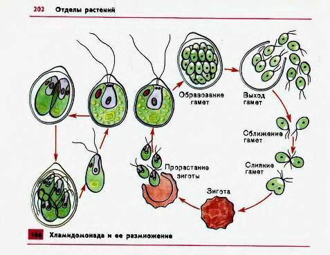 Биология: ответьте на вопросы)1) как размножаются водоросли?2)как питаются водоросли?3) в чем...