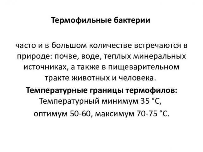 «субтильная» сенная бацилла – палочка bacillus subtilis