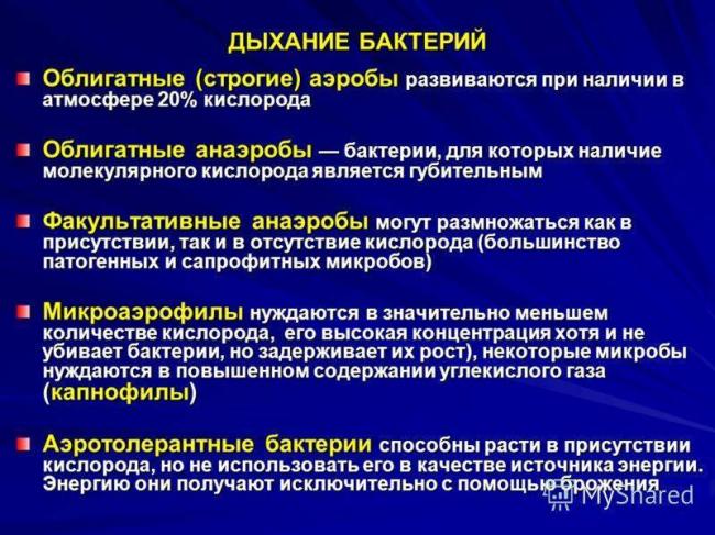 Классификация бактерий берджи