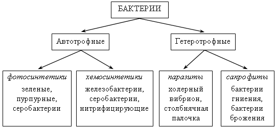 Наши соперники и помощники, или особенности существования бактерий