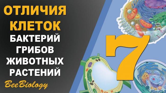 Сходство и различия строения клеток растений и животных