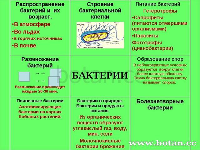 Полезные бактерии. роль и значение бактерий в жизни человека. фото