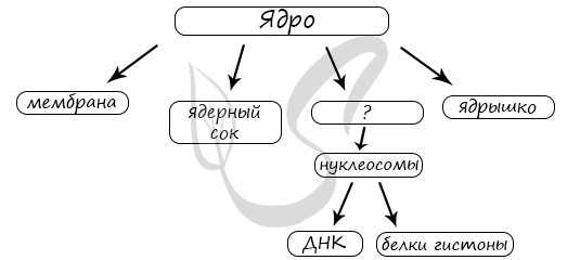 Для чего нужны жгутики бактериям и в чем их отличие от пилей, ворсинок, фимбрий