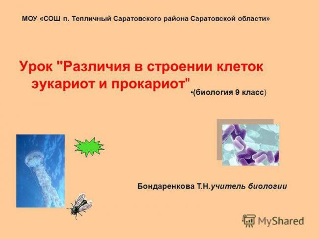 Какие сходства есть у клеток животных и бактерий