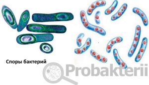 Бактериальные токсины их классификация и основные свойства