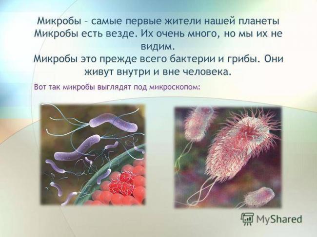 Вредные бактерии – возбудители болезней человека