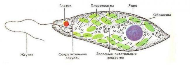 Лекция по теме морфология микроорганизмов