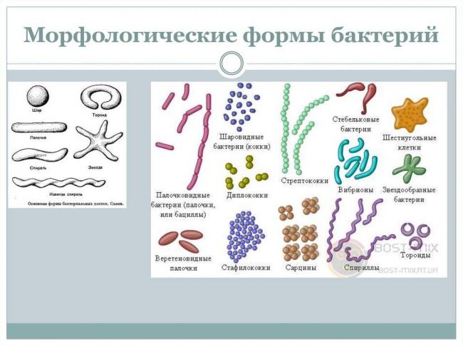Классификация групп патогенности: все микроорганизмы по местам