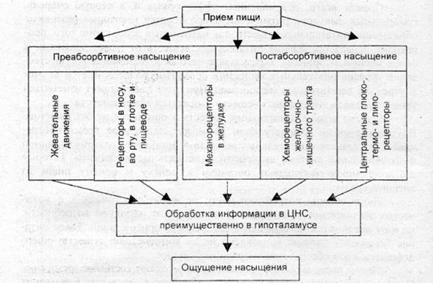 Лучшие продукты для снижения аппетита