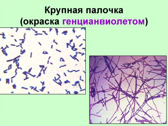 Генцианвилет : инструкция по применению