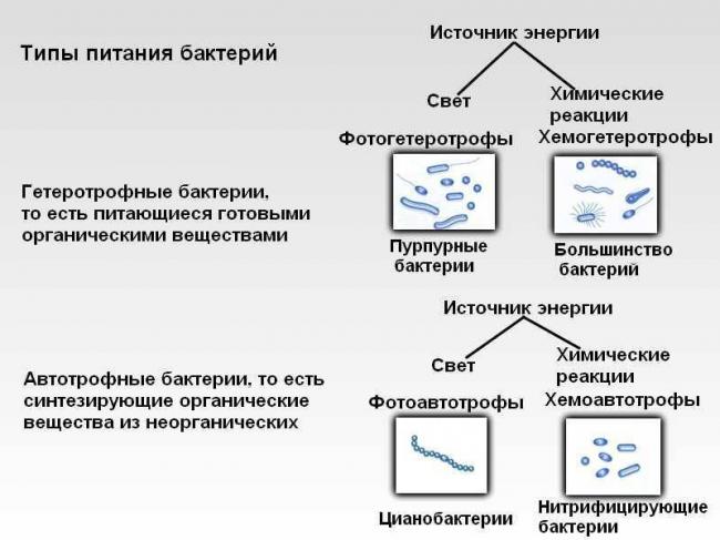 Чем питаются бактерии