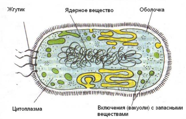 Какие сходства есть у клеток животных и бактерий