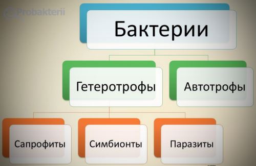 § 16. питание бактерий и грибов