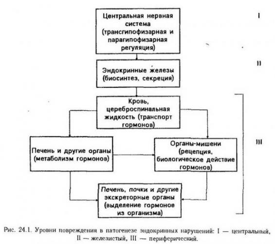 Урсоловая кислота отзывы. урсоловая кислота: описание, полезные свойства. в каких продуктах содержится урсоловая кислота? воспаление и иммунология