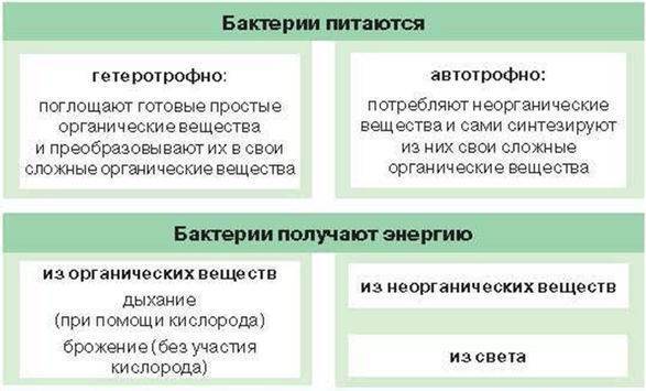 § 16. питание бактерий и грибов