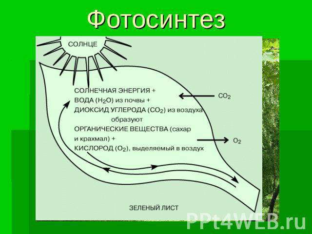 Хлоропласты