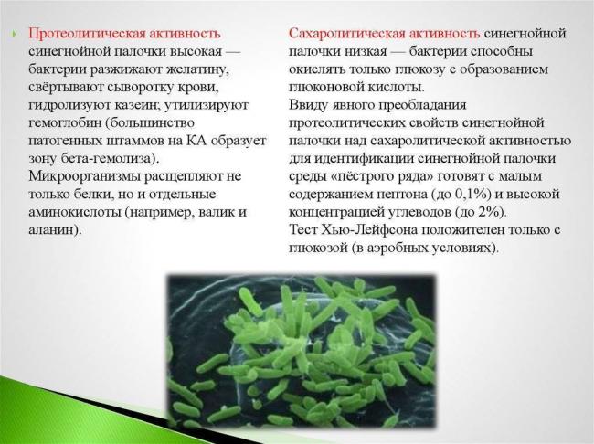 Синегнойная палочка: как передается, лечение
