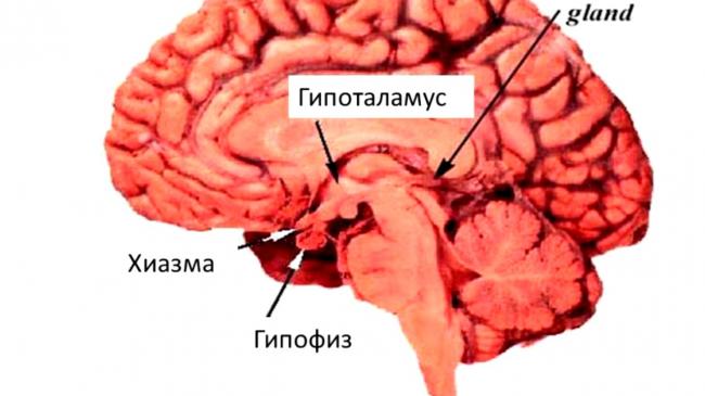 Гипофиз