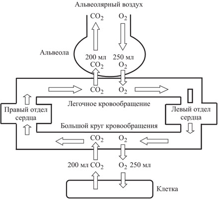 Задание 25. человек и многообразие организмов. егэ 2020 по биологии
