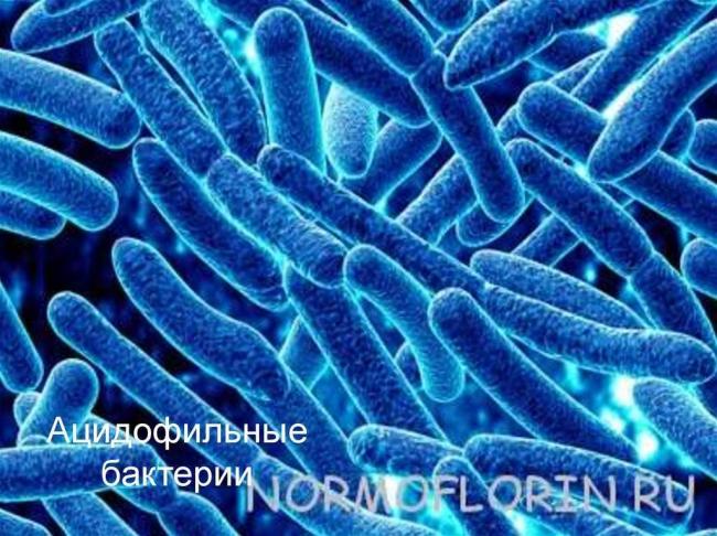 Бактерии мезофильные
