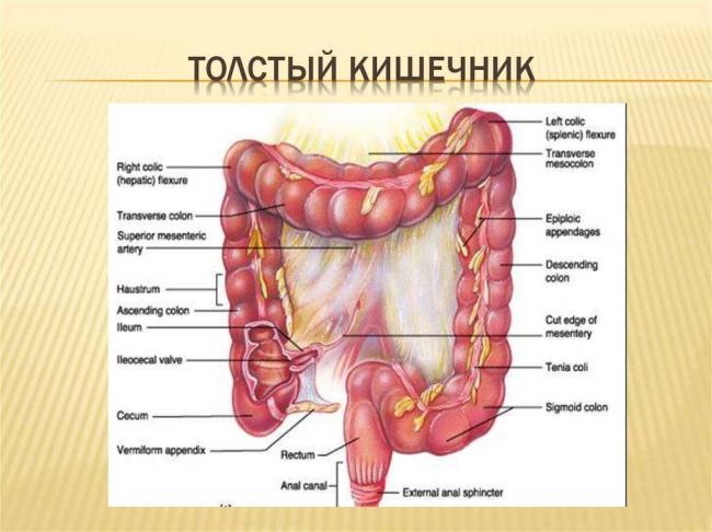 Миклофлора толстой кишки. роль микрофлоры толстой кишки в процессе пищеварения и формировании иммунологической реактивности организма.