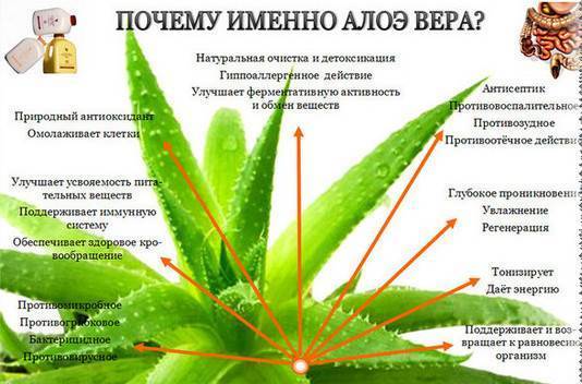 Алоэ в нос от насморка взрослым