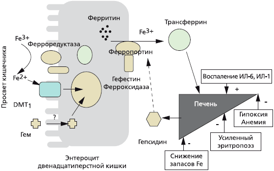 Гипохромная анемия: причины, симптомы, лечение