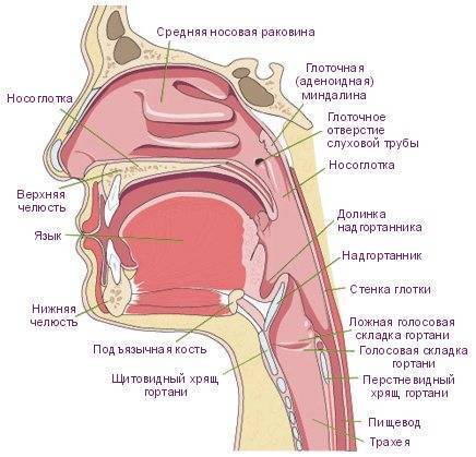 Все, что нужно знать о бактериях полости рта