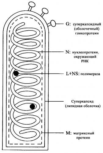 Как переносится вируса бешенства
