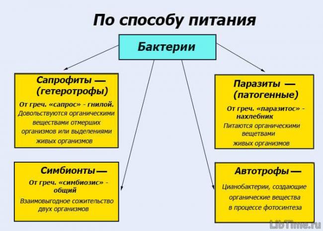 Что важно знать о болезнетворных бактериях, их разновидностях и способах питания