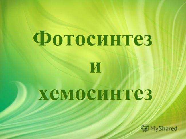 Строение и функция фотосинтеза тилакоидов хлоропластов
