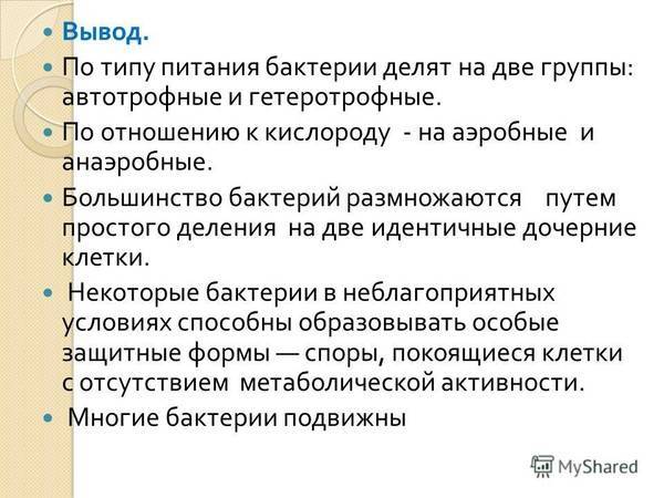 Изучаем родословную бактерий: это животные или растения?